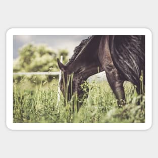 Romantic mood on the horse pasture Sticker